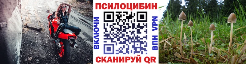 hydra маркетплейс  Кимовск  Псилоцибиновые грибы Psilocybe 